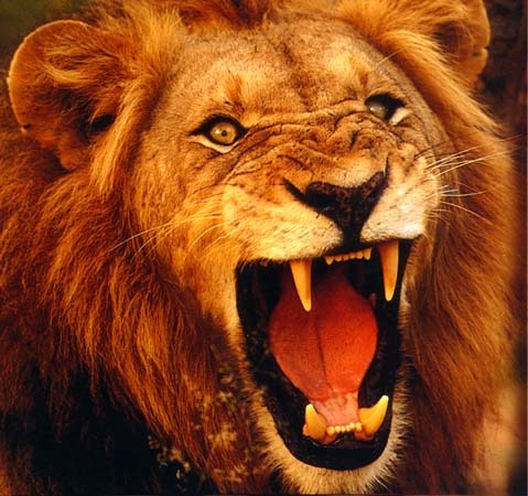 lion