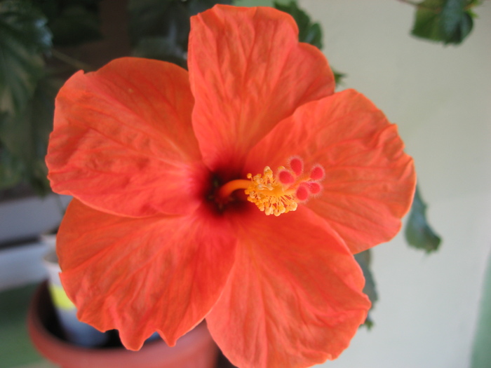 IMG_0146 - hibiscus