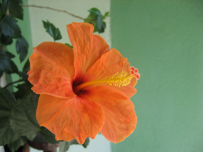 IMG_0147 - hibiscus