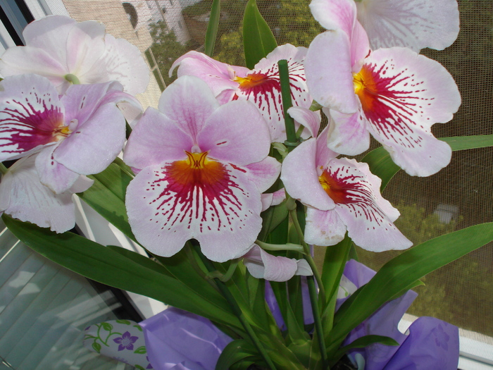 MILTONIA