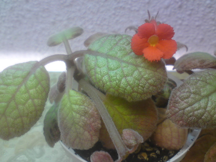 Thad's Pink Lemonade - Episcia