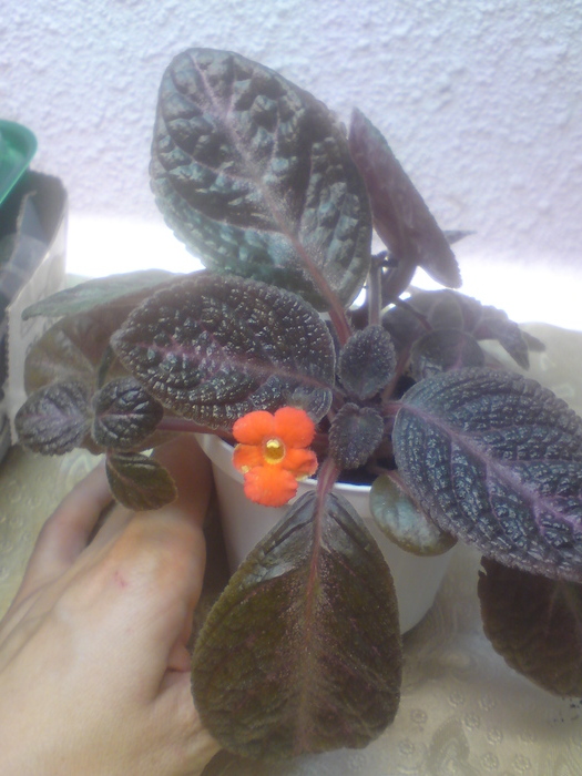 Raspberry Blush - Episcia
