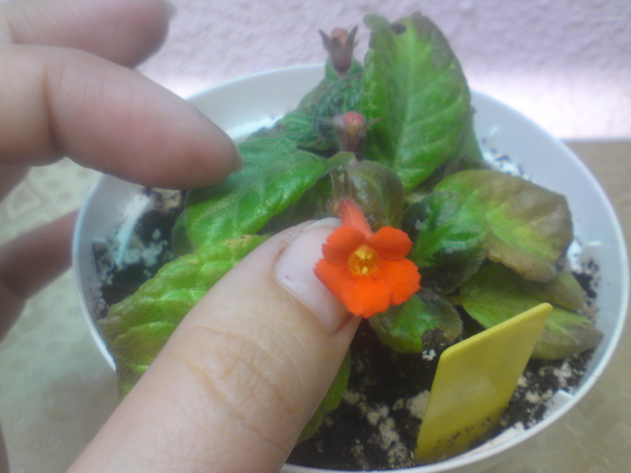 Sylvan's Beauty - Episcia