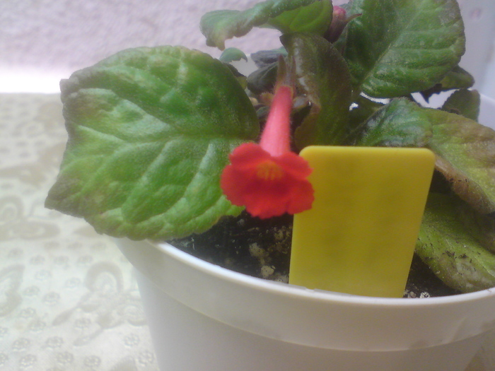 Sylvan's Beauty - Episcia