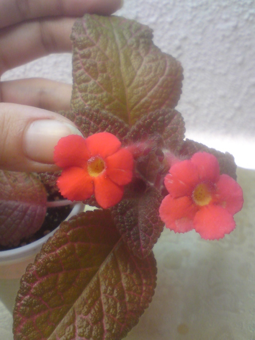 Country Love - Episcia