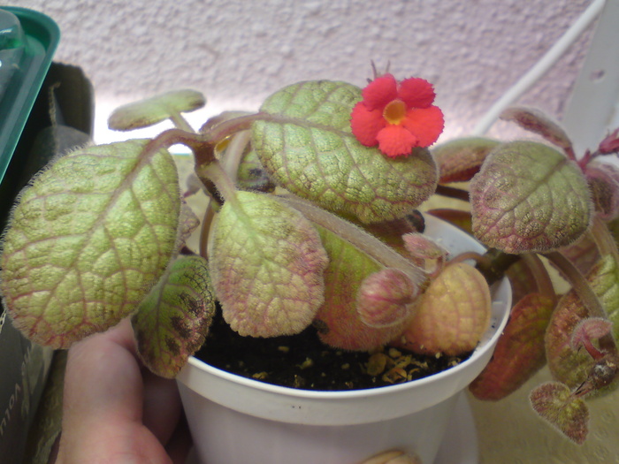 Thad's Pink Lemonade - Episcia