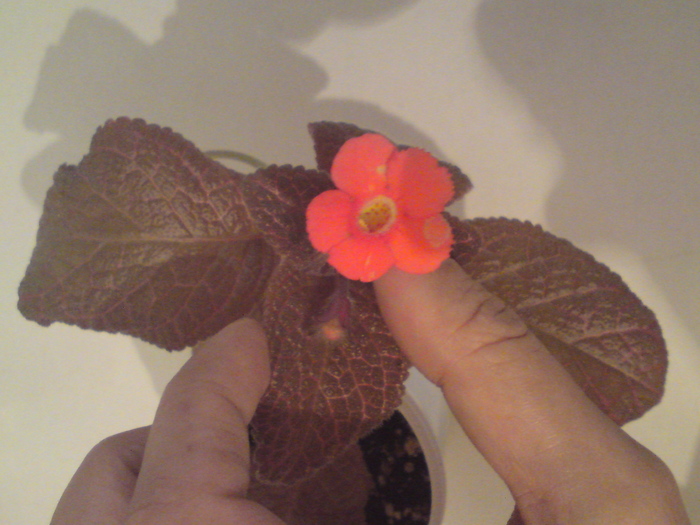Country Love - Episcia