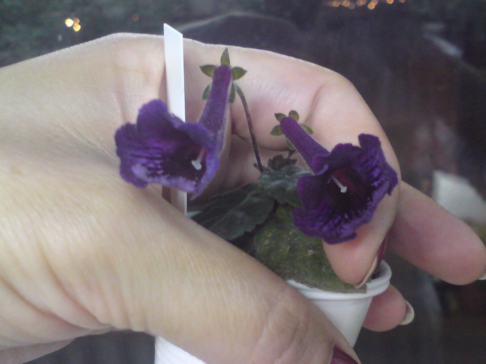 S. Silhouette (1); S. Silhouette
