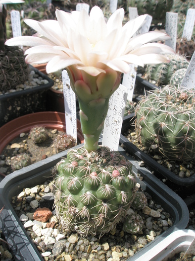 Gymnocalycium calochlorum - 02.07 - Gymnocalycium