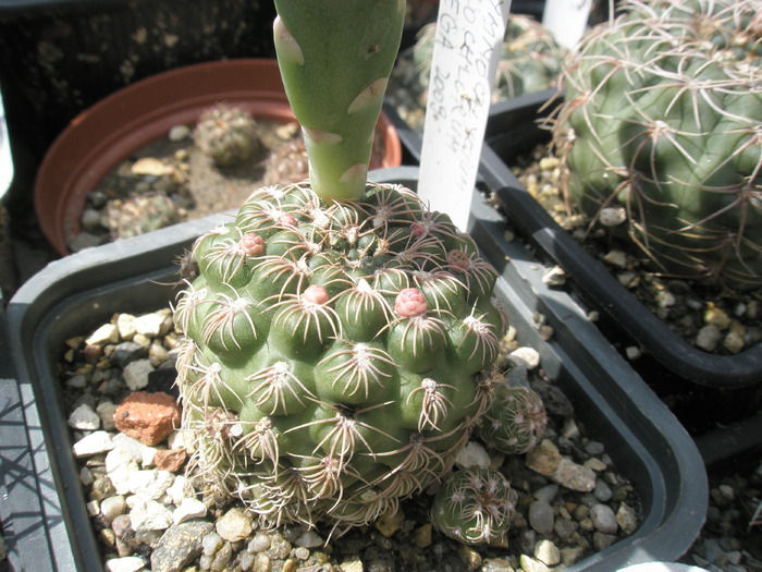 Gymnocalycium calochlorum - planta