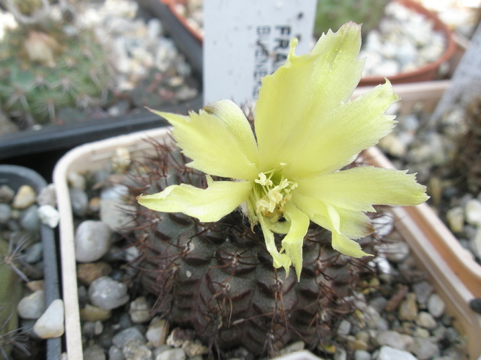 Frailea buenekerii - floare trecuta - Frailea