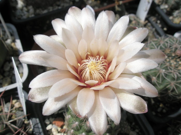 Gymnocalycium calochlorum - floare - Gymnocalycium