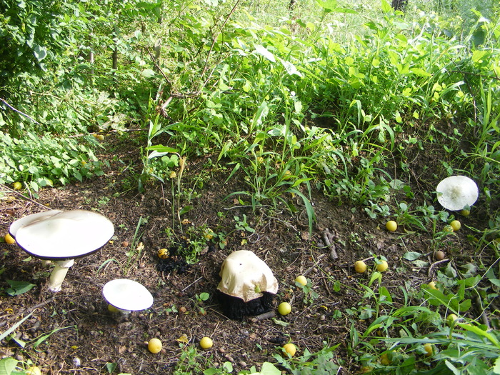 ciuperci 019 - Flori si alte chestii 2010