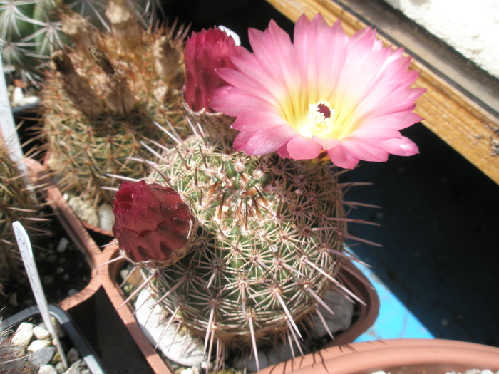 Notocactus roseoluteus  cu boboci - Notocactus