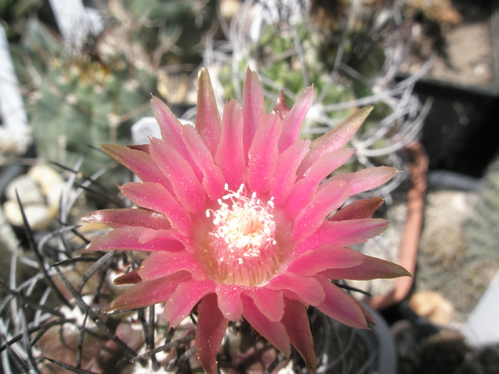 Neochilenia de la Obor - floare 02.07