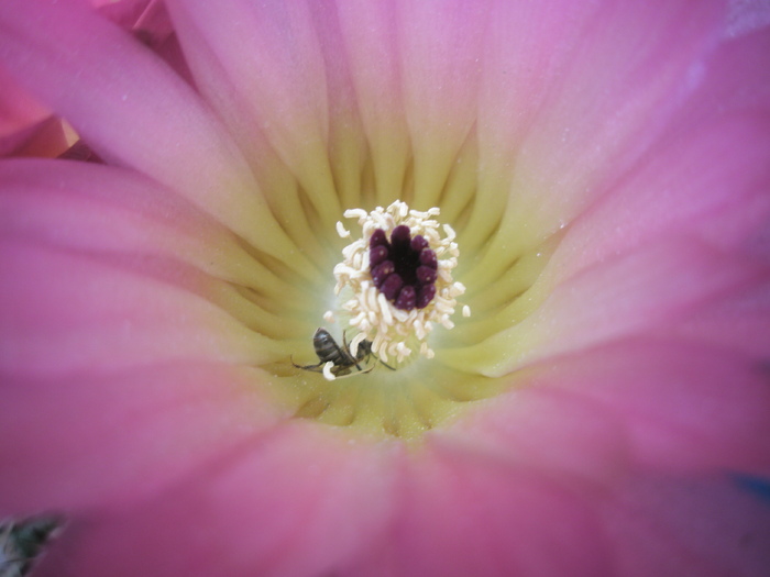 Notocactus roseoluteus - macro