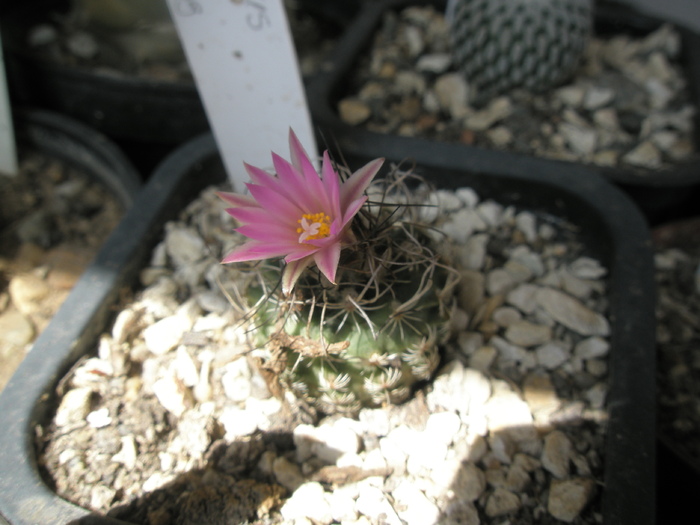 Turbinicarpus lausserii - floare 02.07 - Turbinicarpus