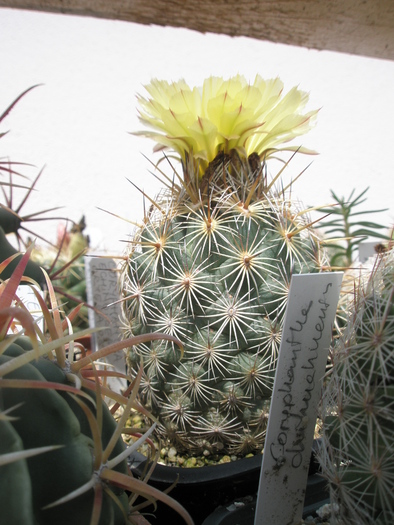 Copyphantha echinoidea - 02.07 - Coryphantha