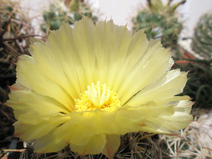 Copyphantha echinoidea - floare