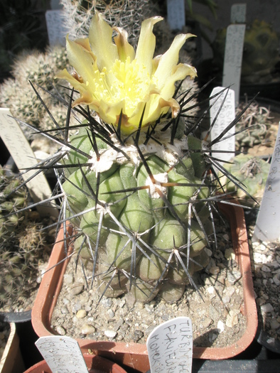 Copiapoa humilis - 02.07