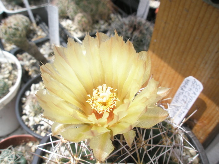 Coryphantha bumamma - floare