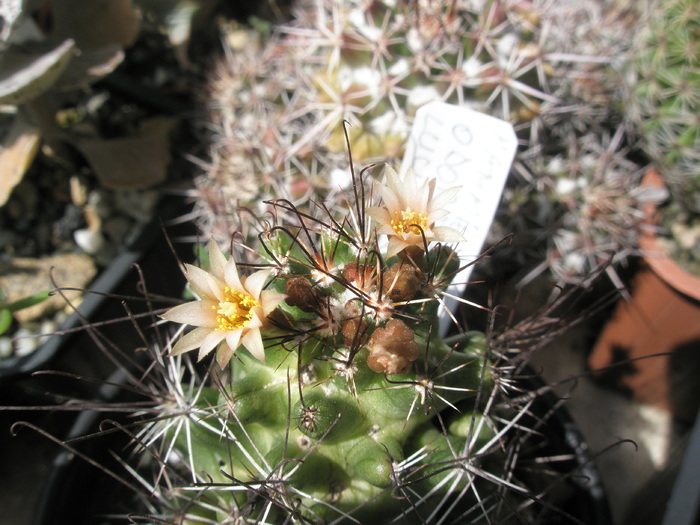 Mammillaria (Neolloydia) odorata - 02.07 - Mammillaria