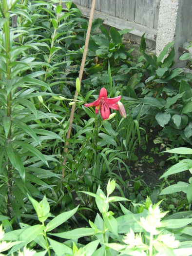 iulie 2010 069
