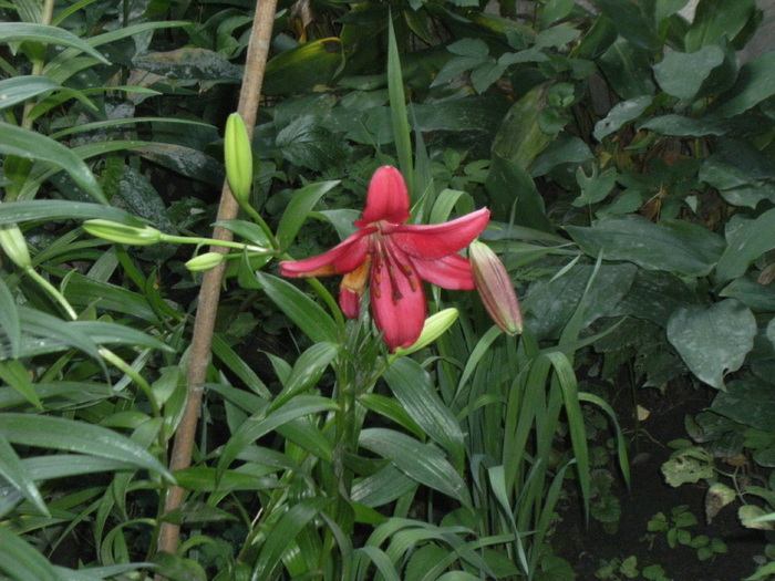 iulie 2010 070