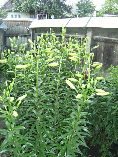 iulie 2010 071