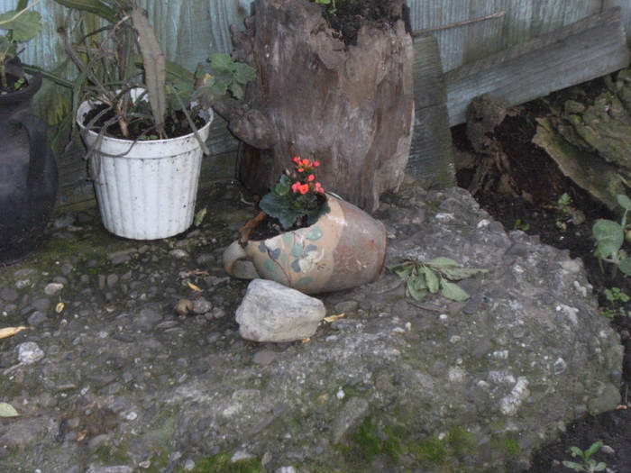 iulie 2010 073 - vegetatia 2010