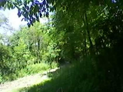 SP_A1914 - padure