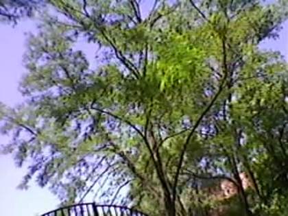 SP_A1917 - padure