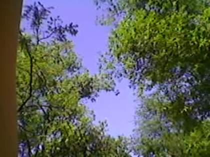 SP_A1918 - padure