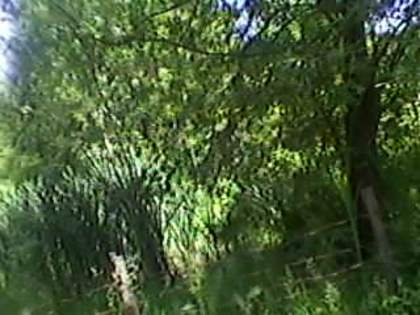 SP_A1920 - padure