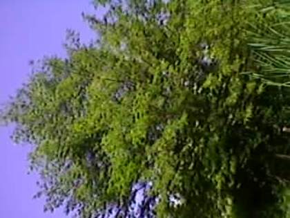 SP_A1921 - padure