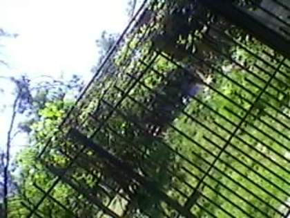 SP_A1936 - padure
