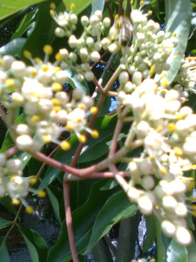 Inflorescenta cu flori masculine - Evodia