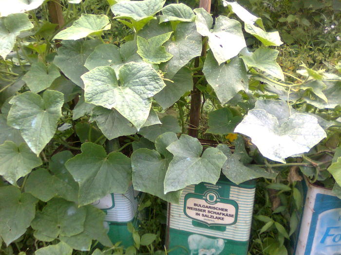 Castraveti cornison - Cultivarea legumelor in ghivece