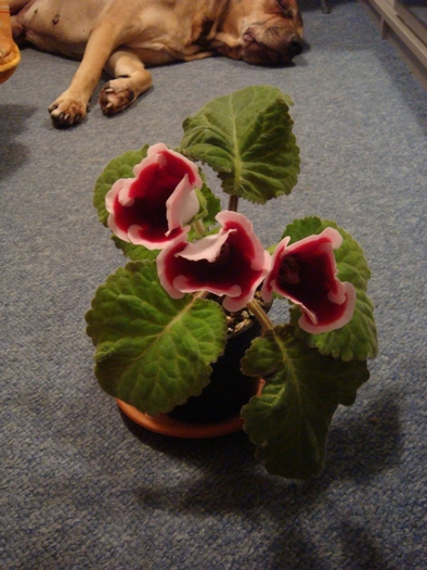 Kaiser Friedrich - Gloxinia