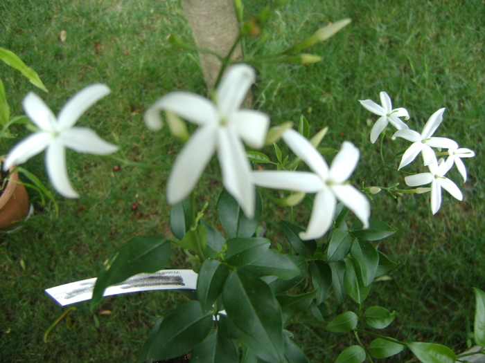 Jasmin Azoricum - Jasmin