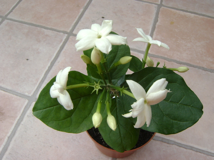 Arabian Jasmine( j.sambac )"Maid of Orleans"