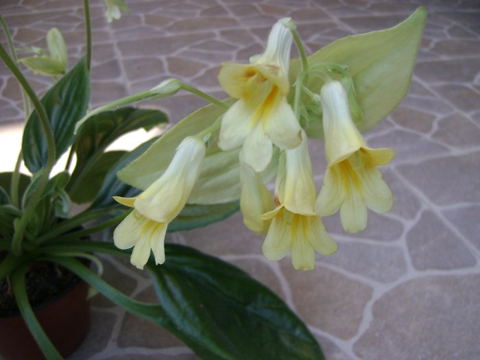 Chirita "Lutea" - PRIMULINA-Chirita