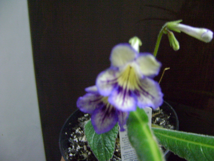 Streptocarpus "Seren" - Streptocarpus