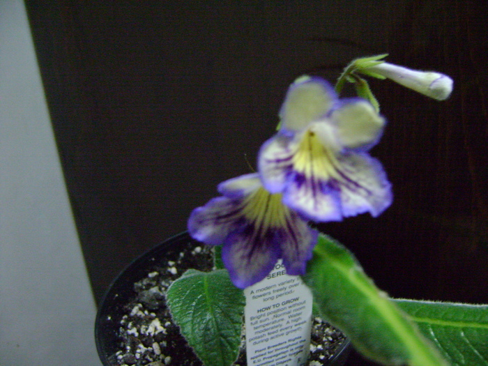 Streptocarpus "Seren"