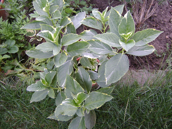 Hortensia  Variegata