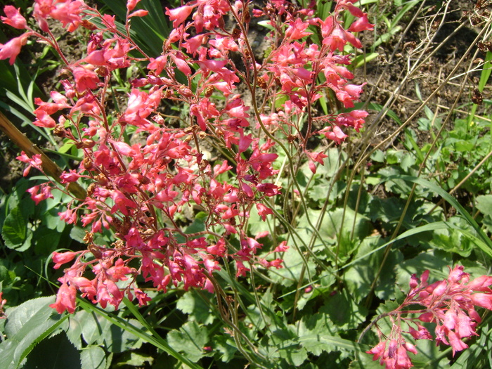 Heuchera