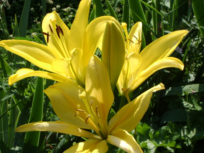 DSC07307