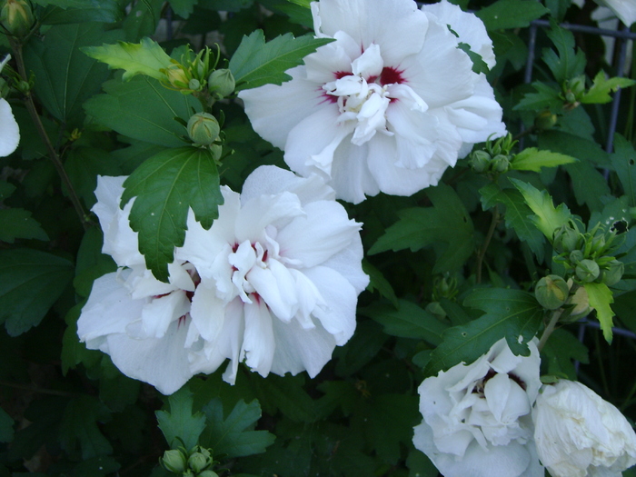 Hibiscus siriacus