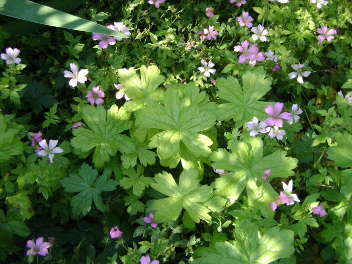 Geranium himalayense Pink