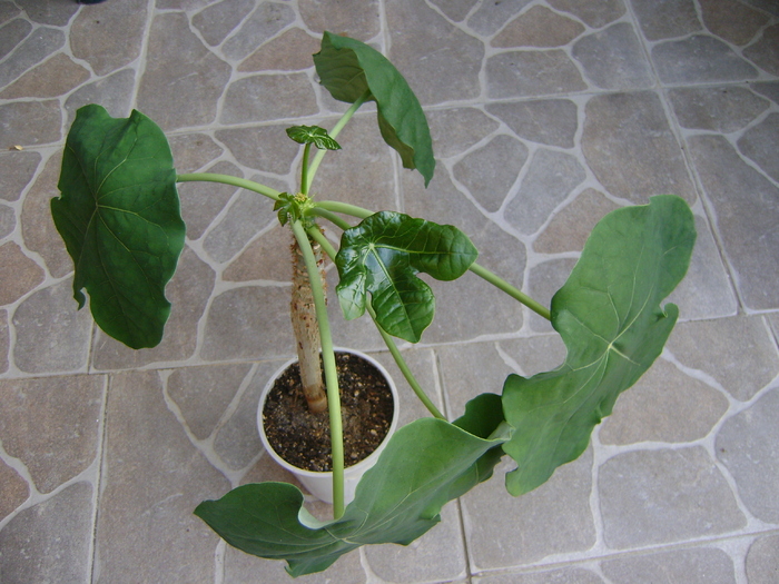  - Adenium Hoya si alte plante suculente